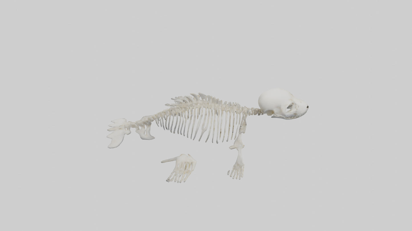 Seal Pup Skeleton model 3D model