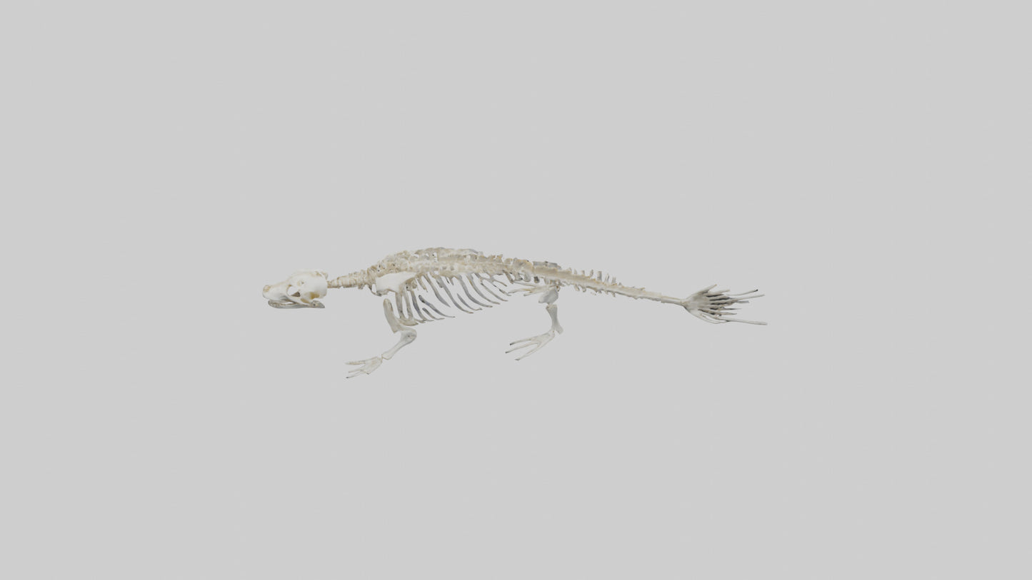 Seal Skeleton model 3D model