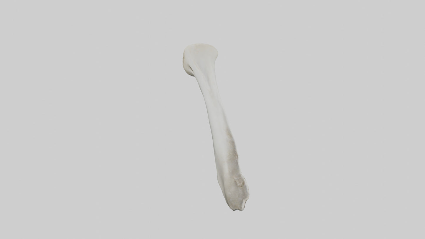Shark Femur 3D model