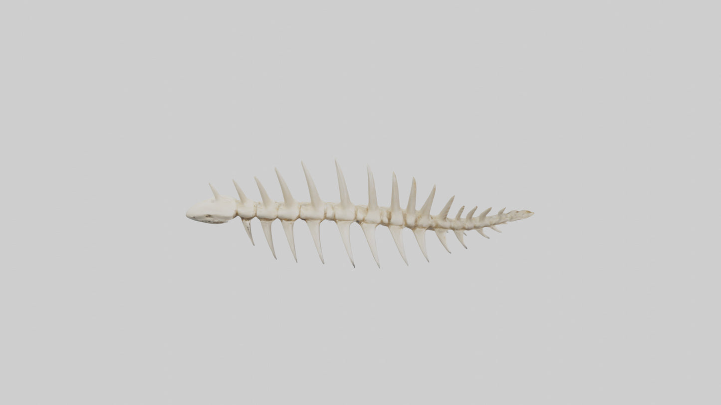 Shark Tooth Skeleton model 3D model