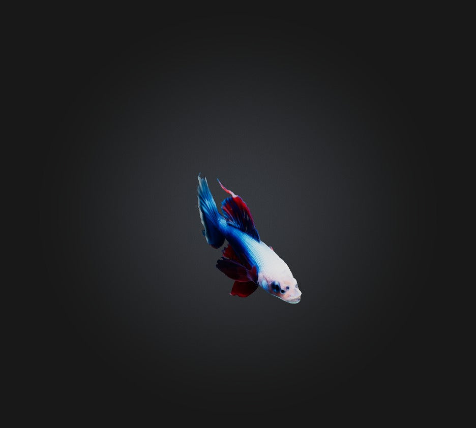 3D model Siamese fighting fish VR / AR / low-poly