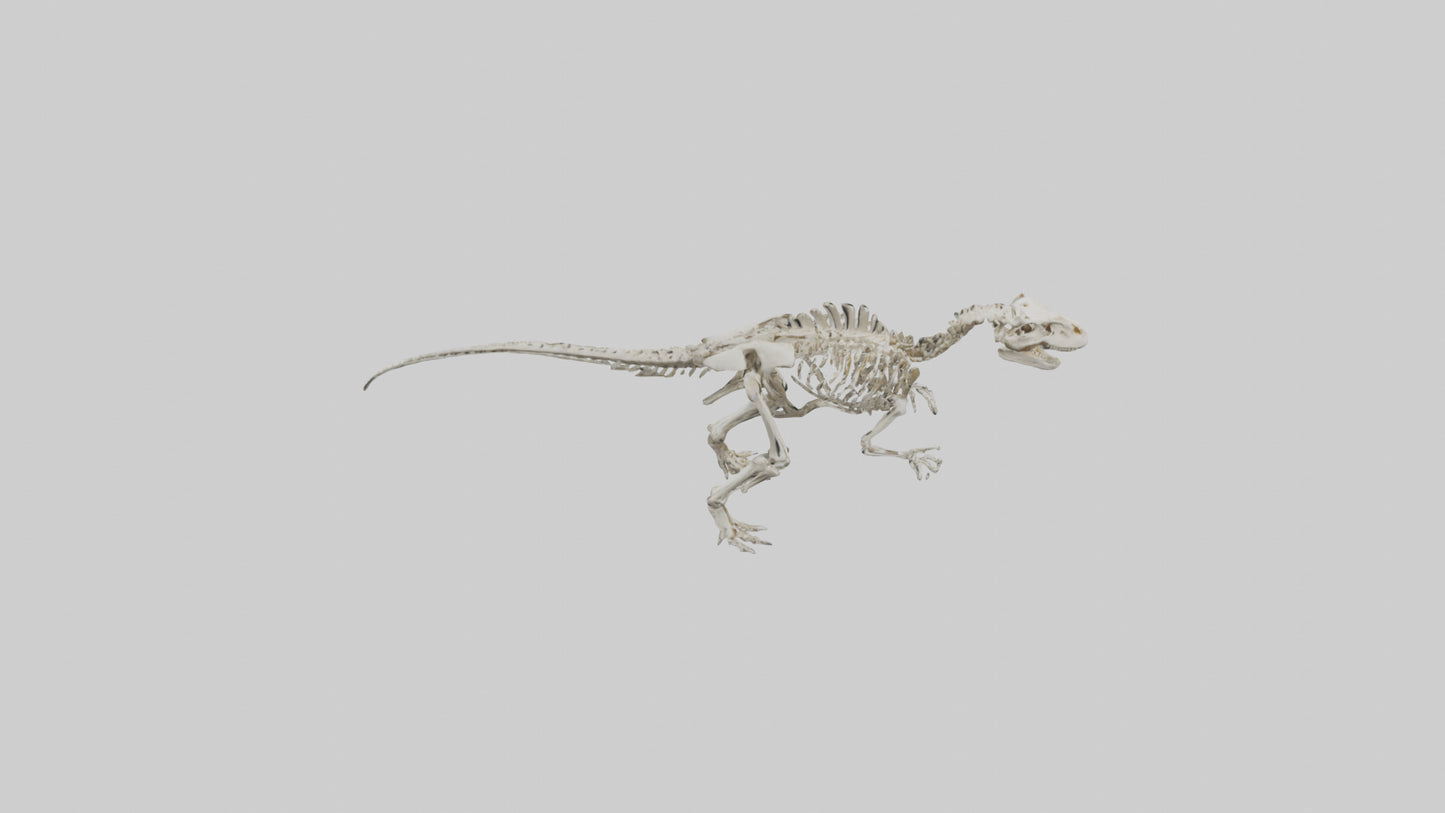 Sinraptor Skeleton model 3D model
