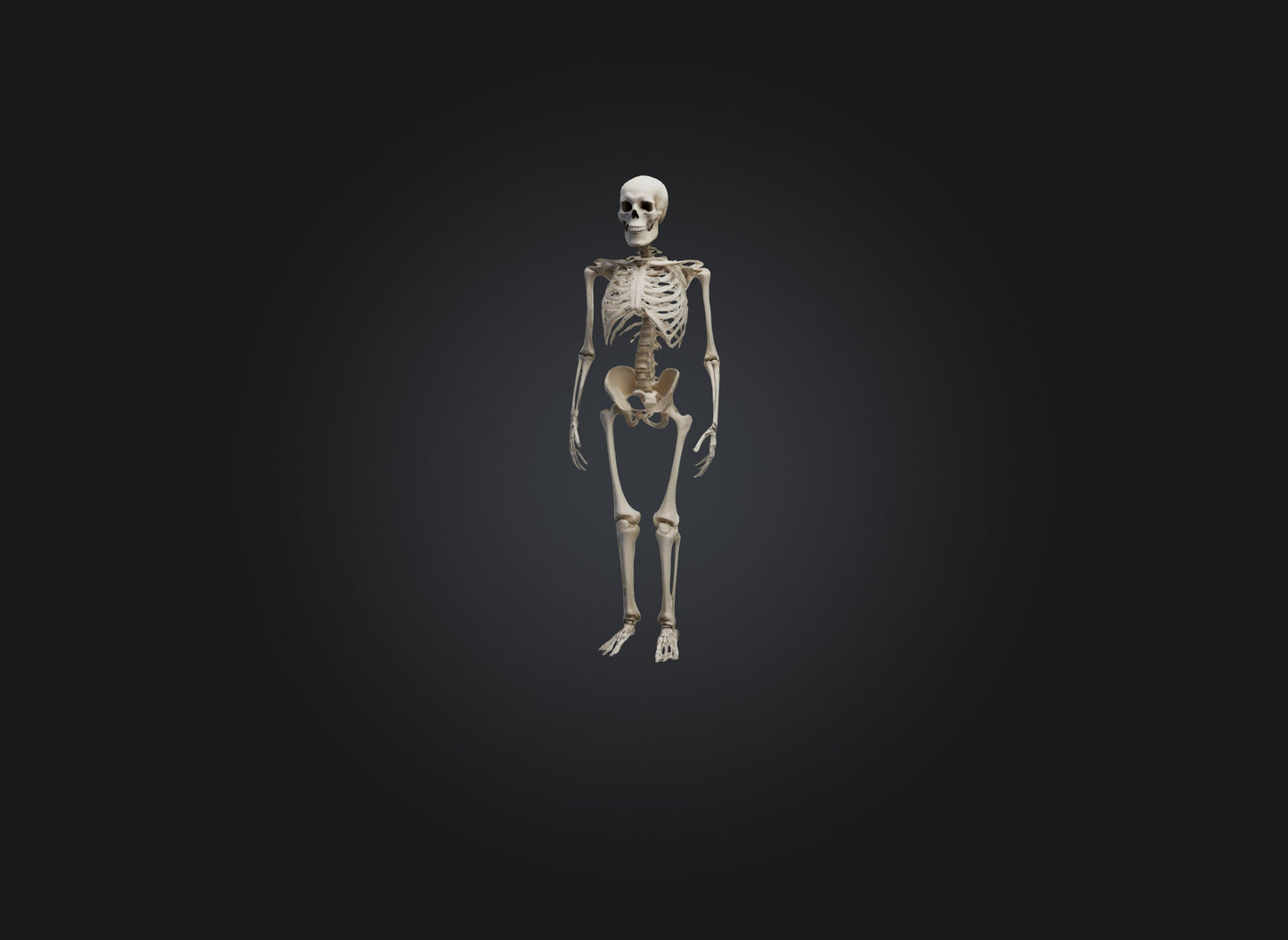 3D model skeleton VR / AR / low-poly