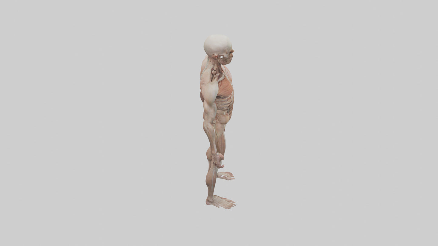 Skinless man model 3D model