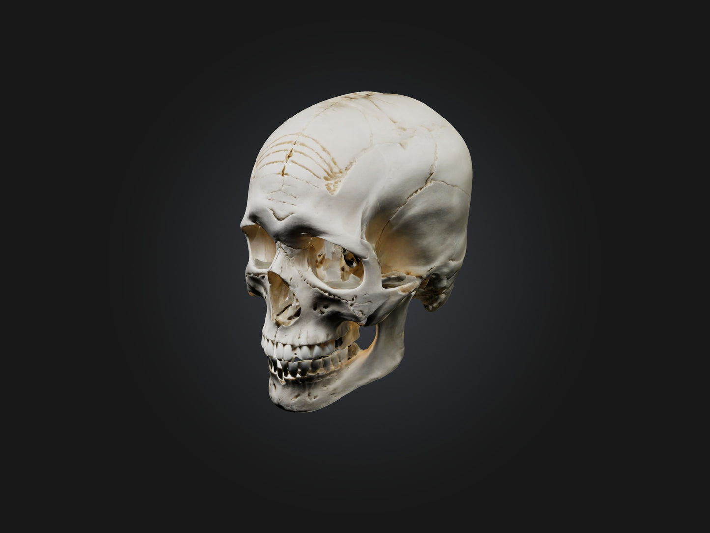 3D model Skull Skeleton VR / AR / low-poly