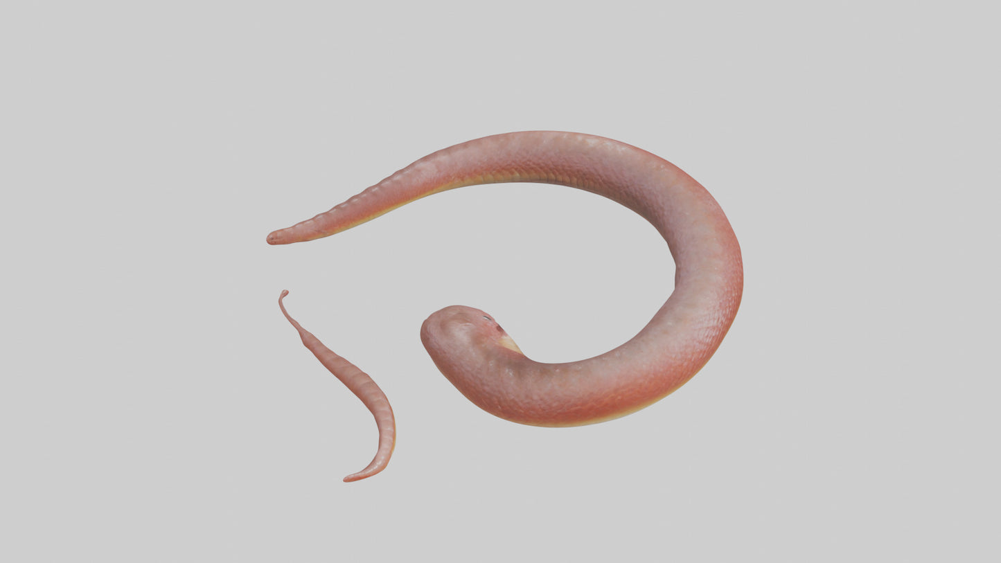 Slithering worm model 3D model