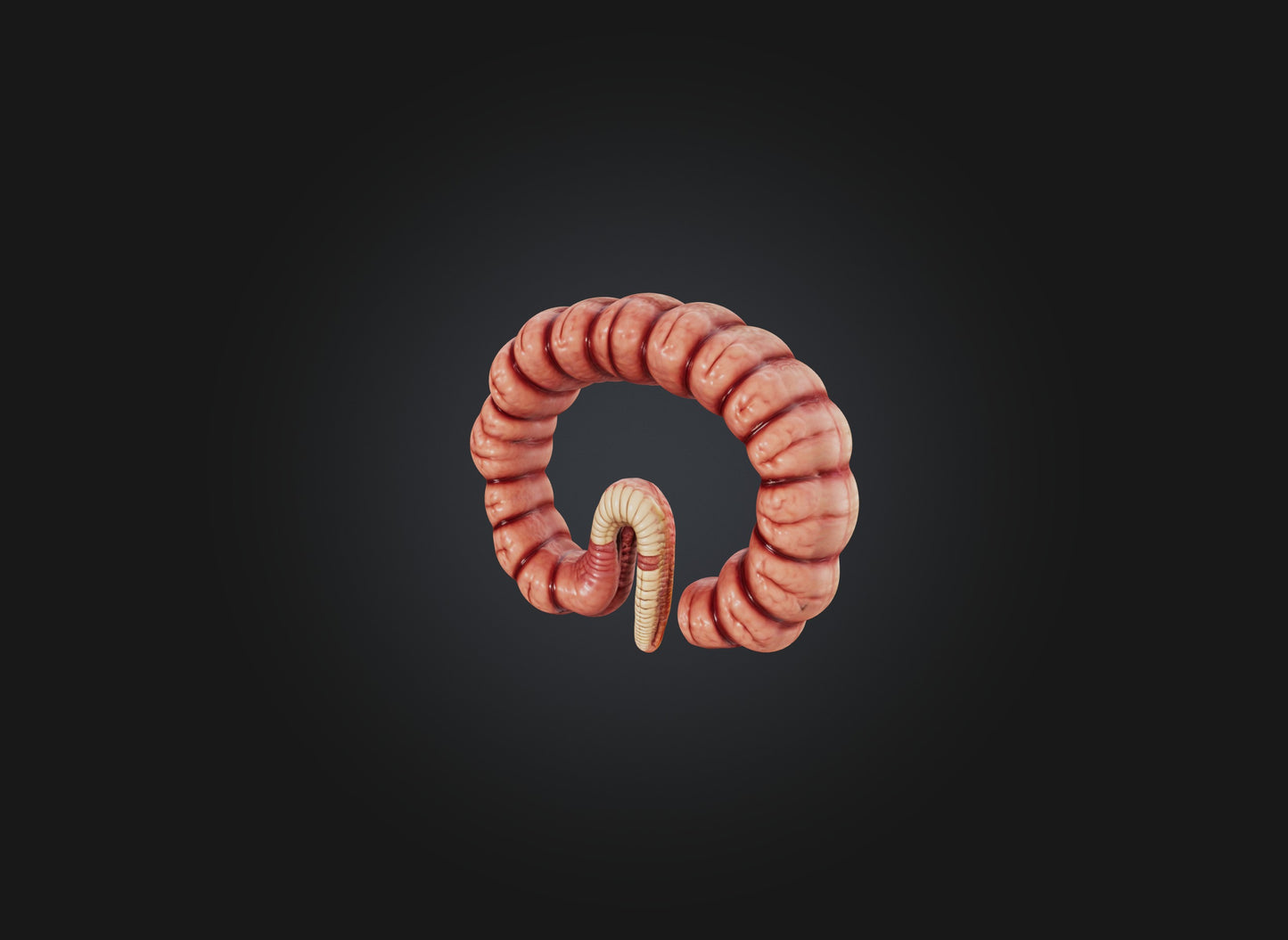 3D model small intestine VR / AR / low-poly