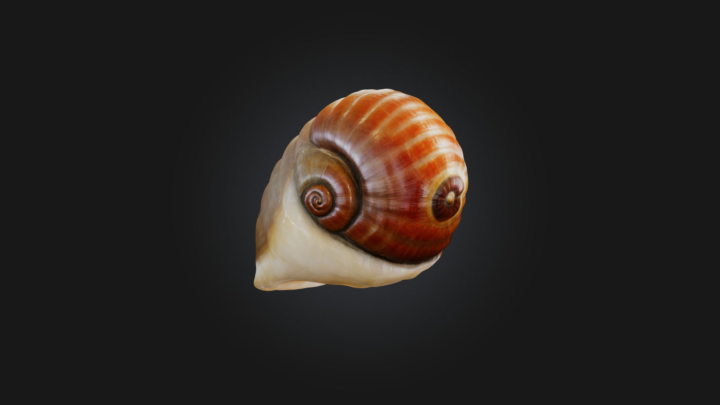 3D model Snail Shell Model VR / AR / low-poly