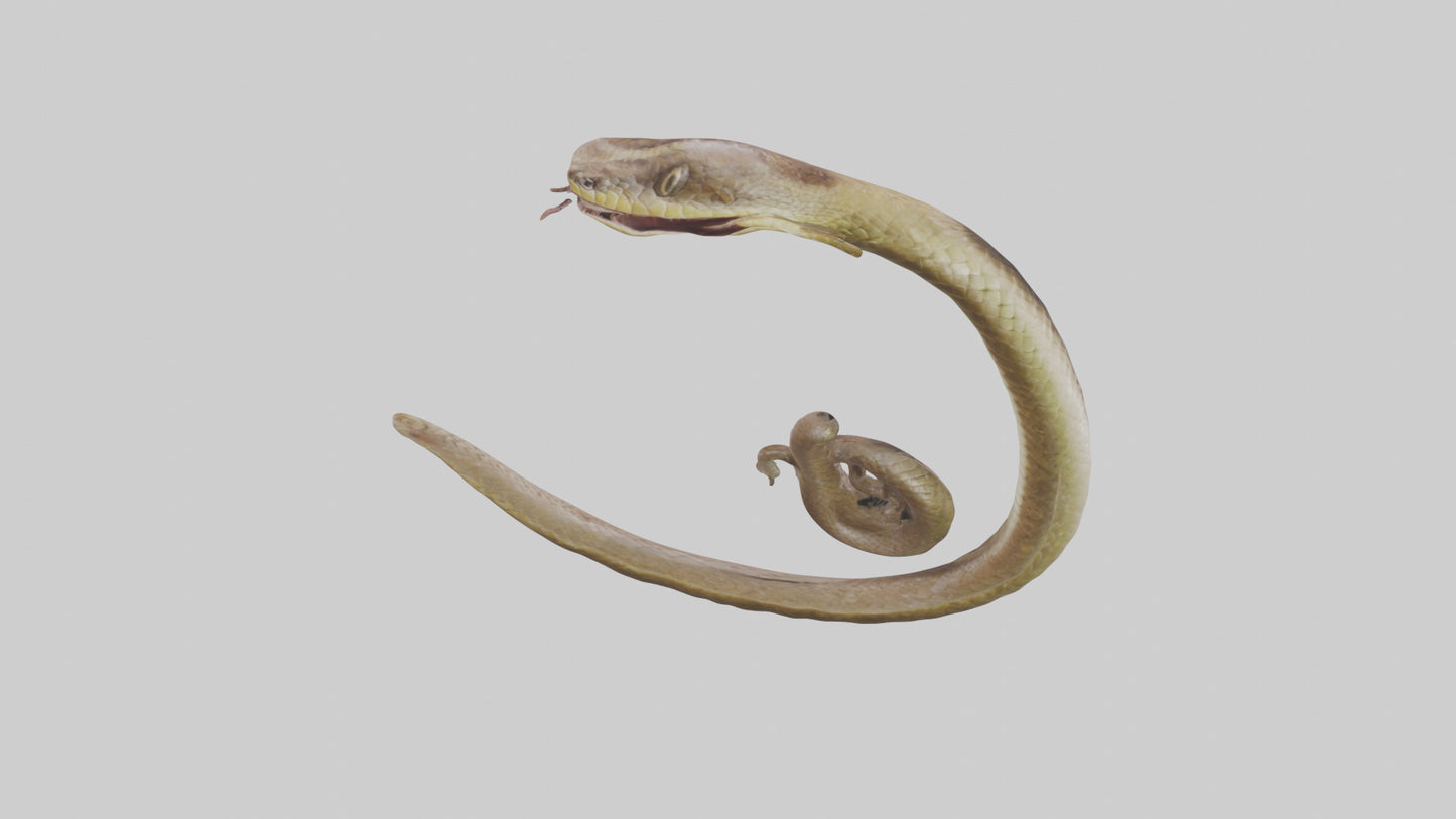 Snake Digestive System 3D model
