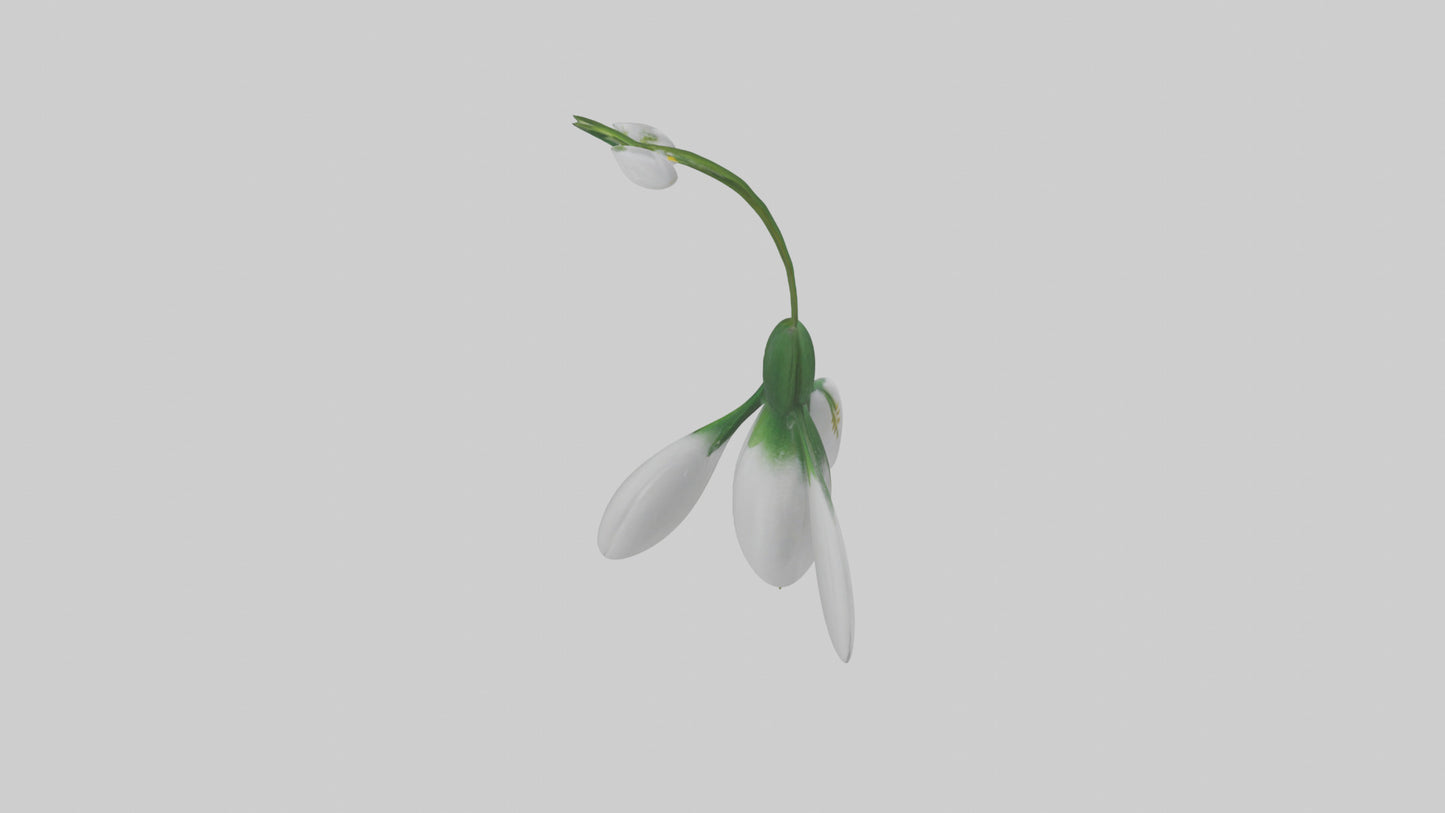 Snowdrop flower model 3D model