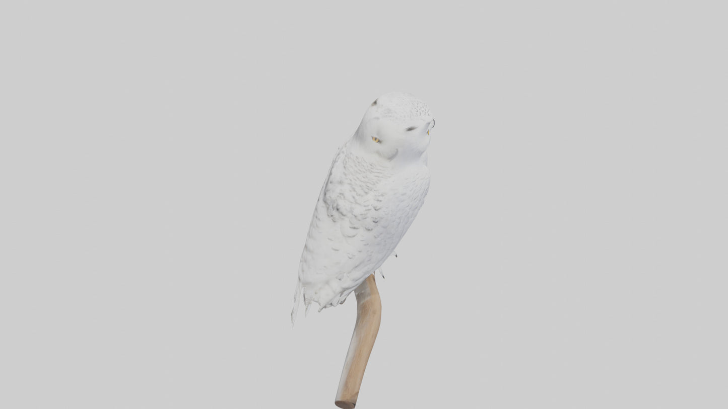 Snowy Owl perched model 3D model