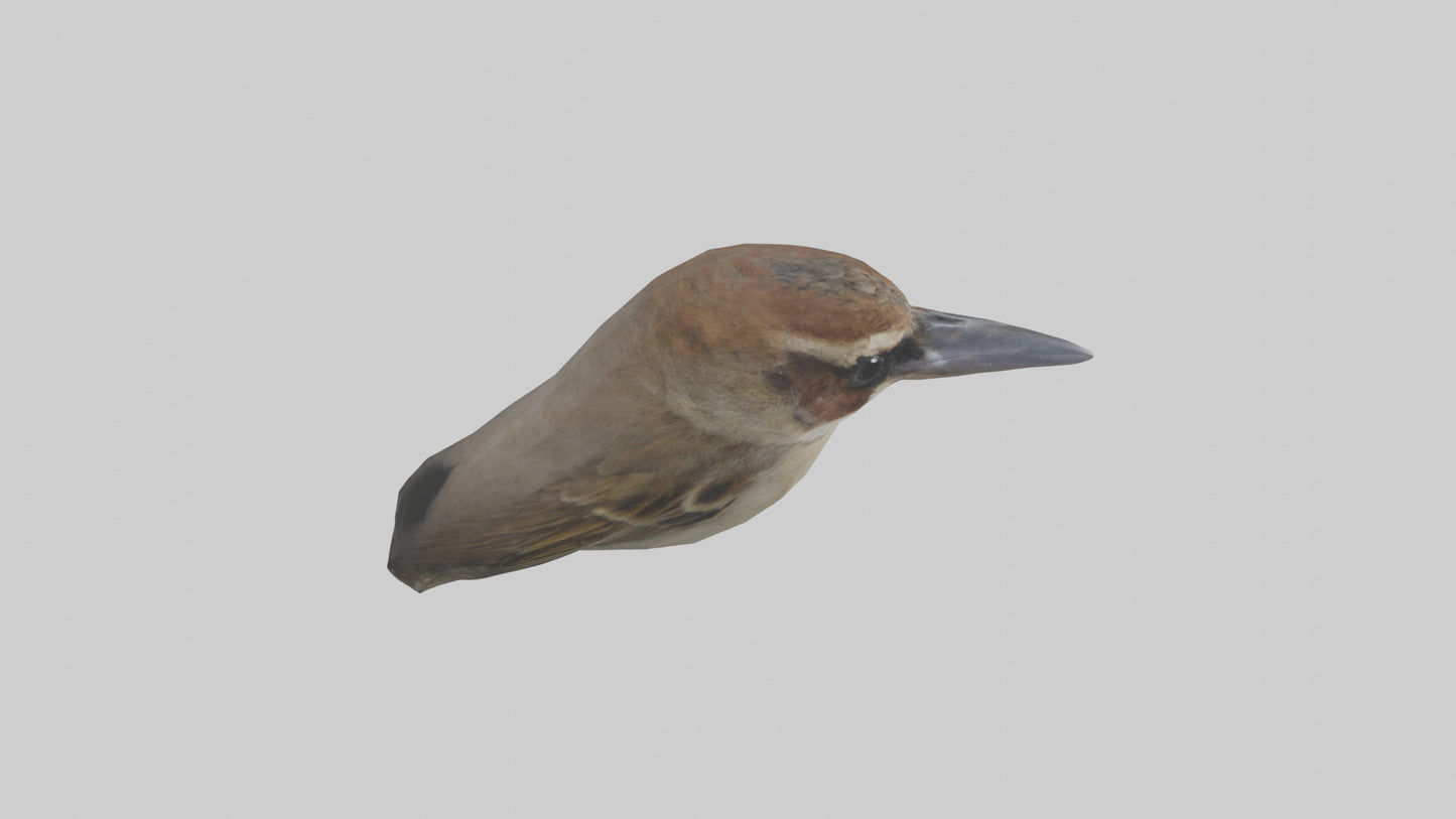 Sparrow Beak 3D model