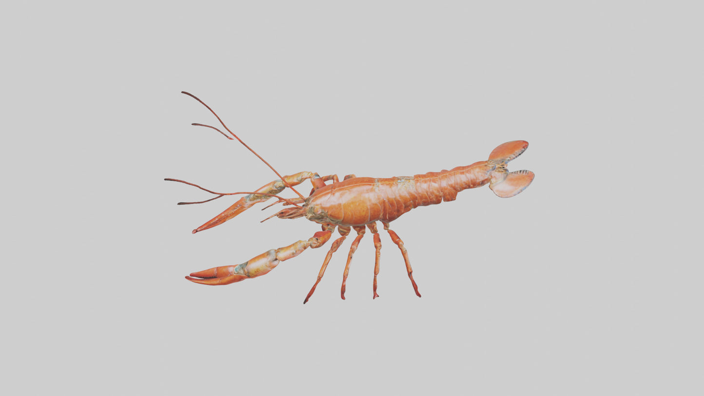Spiny Lobster crawling model 3D model