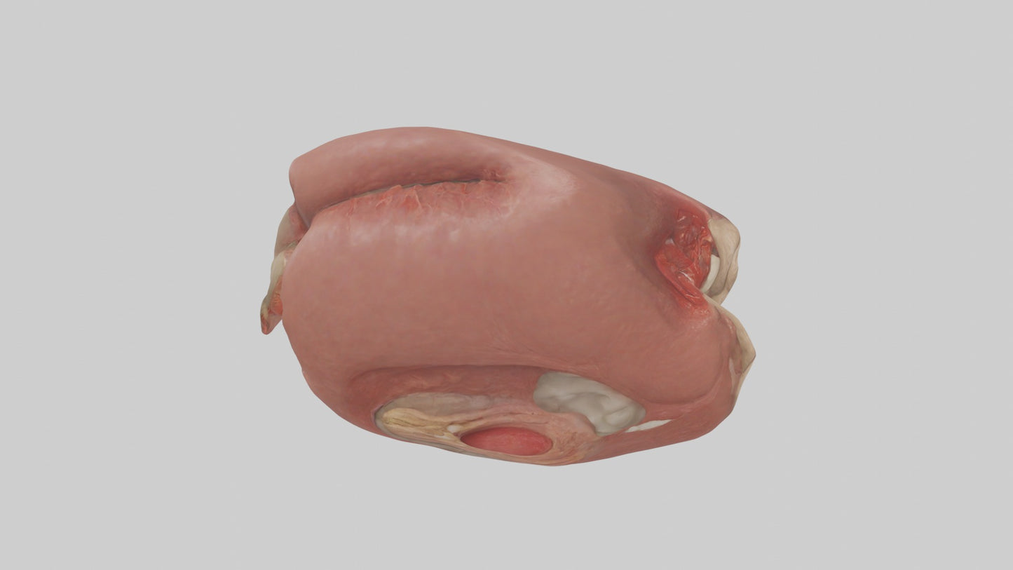 3D model Spleen Model 1 VR / AR / low-poly