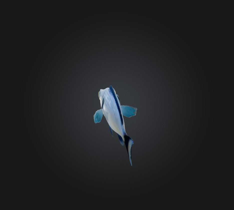 3D model Spottail pinfish VR / AR / low-poly