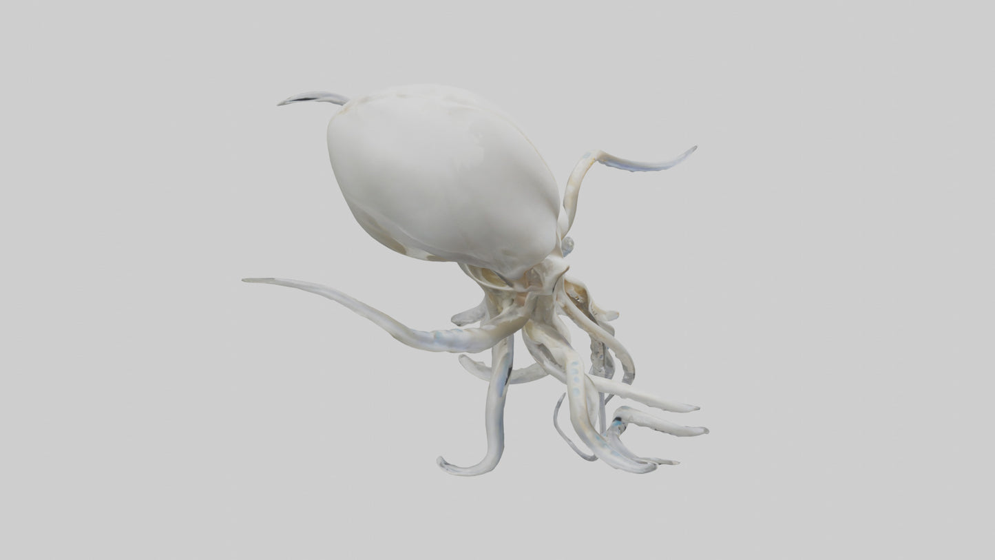 Squid Skeleton model 3D model