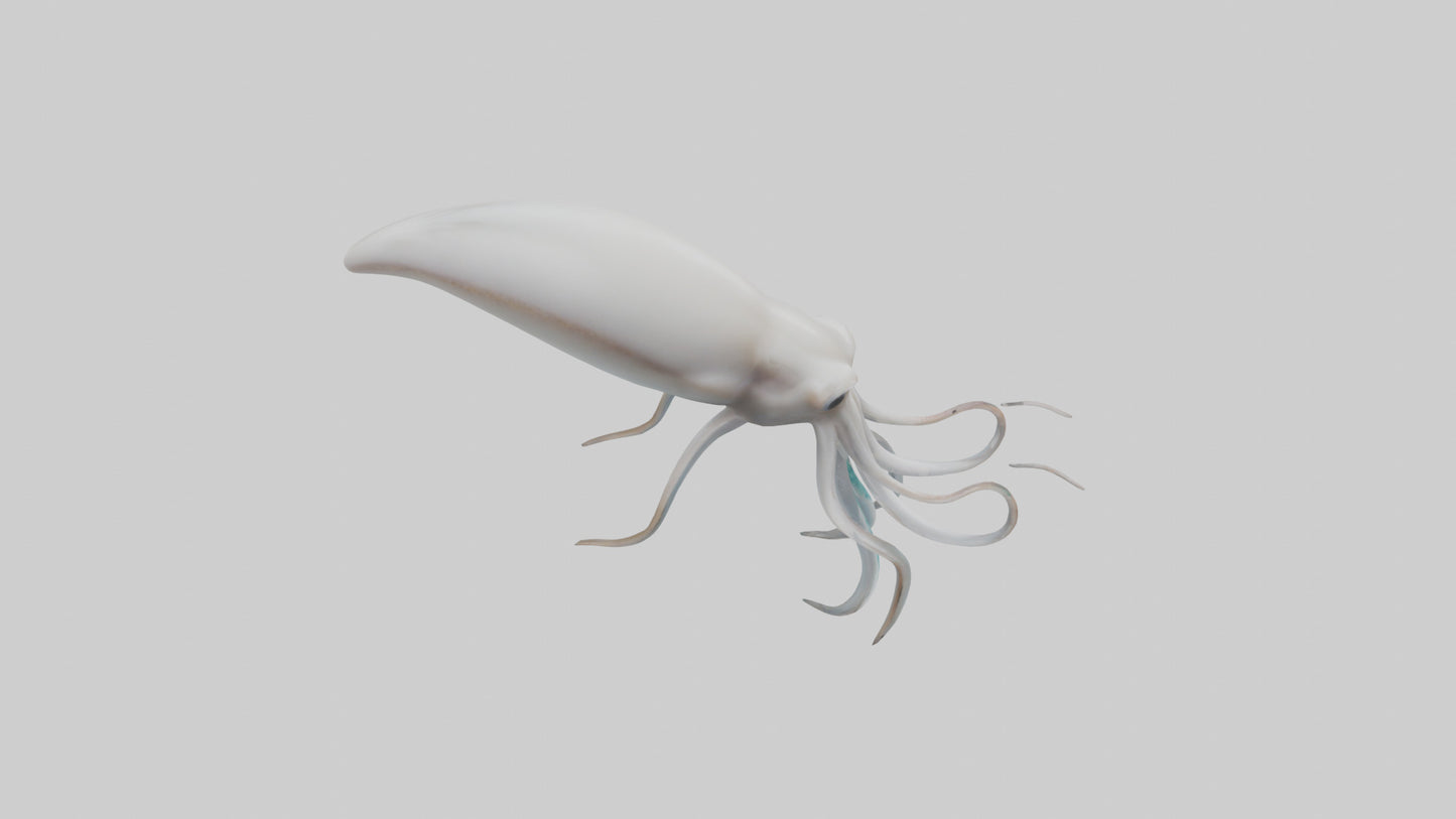 Squid swimming model 3D model