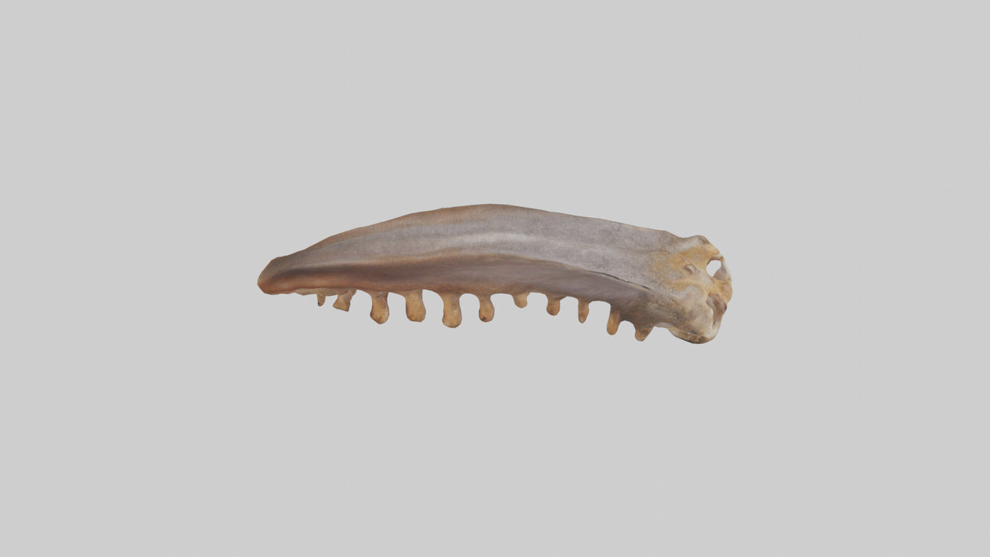 Squirrel Rib 3D model