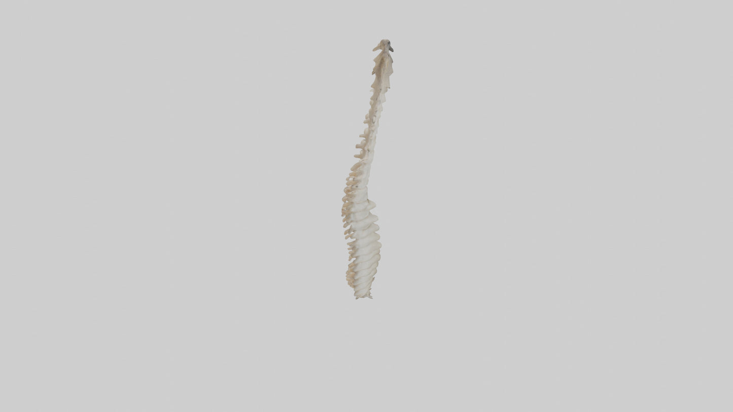 Squirrel Spine 3D model
