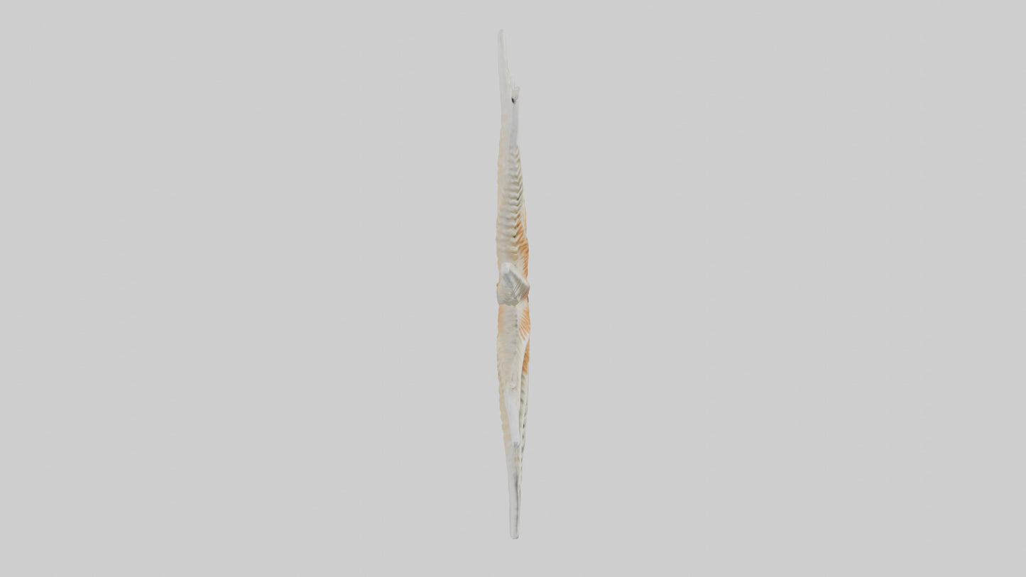 Starfish Skeleton model 3D model