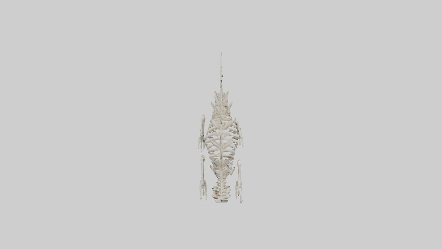 Stegosaurus Skeleton model 3D model