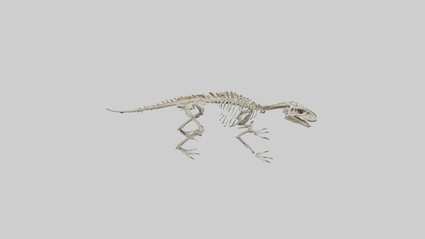 Suchomimus Skeleton model 3D model