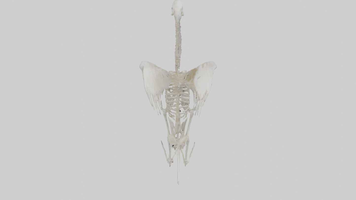 Swan Skeleton model 3D model