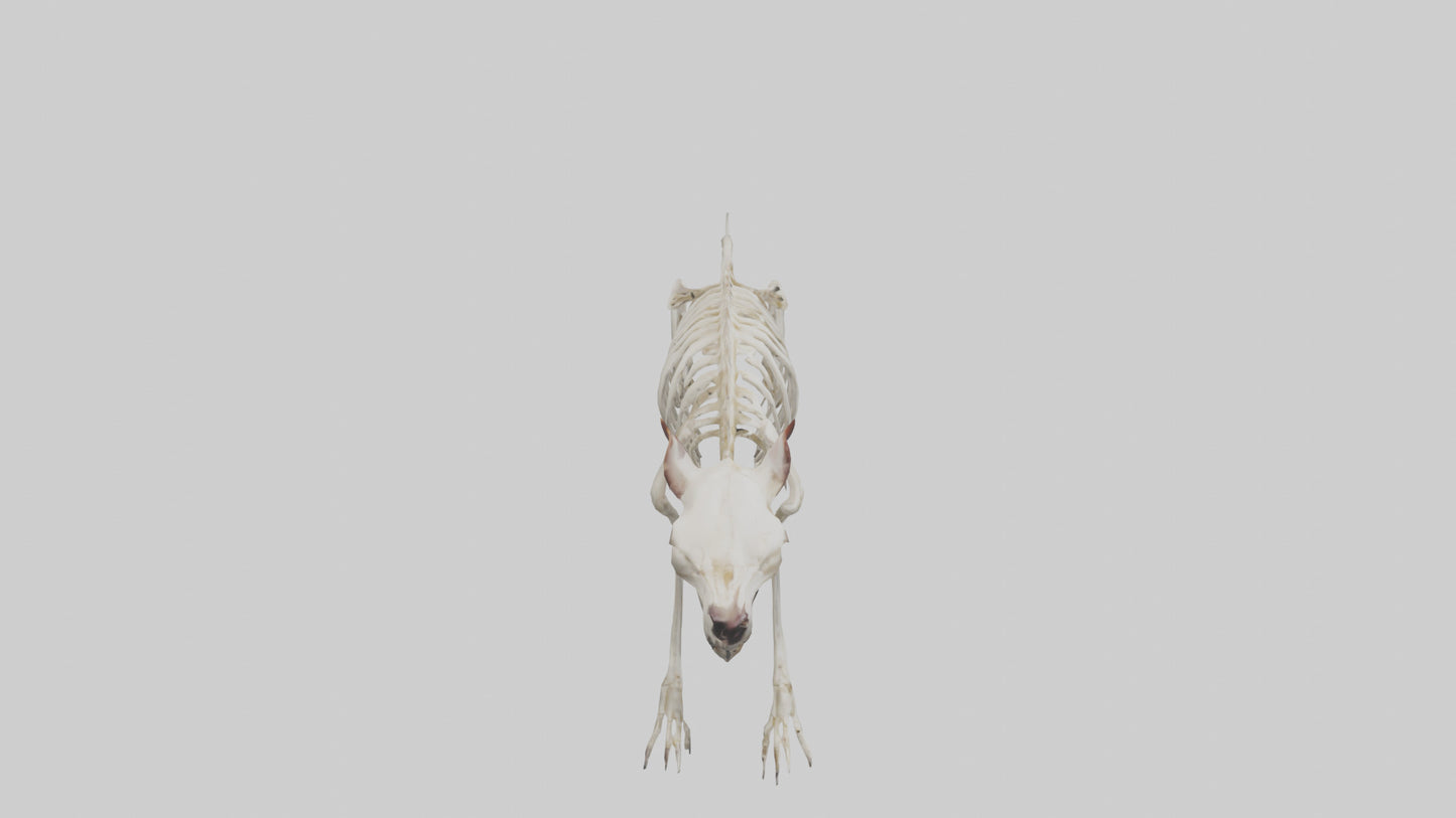 Tasmanian Devil Skeleton model 3D model