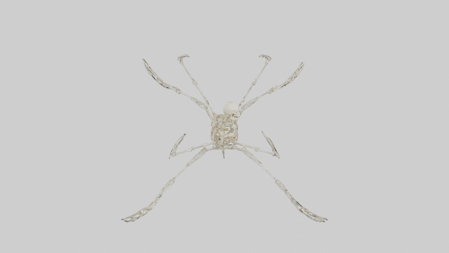 Tetrabrachion Skeleton model 3D model