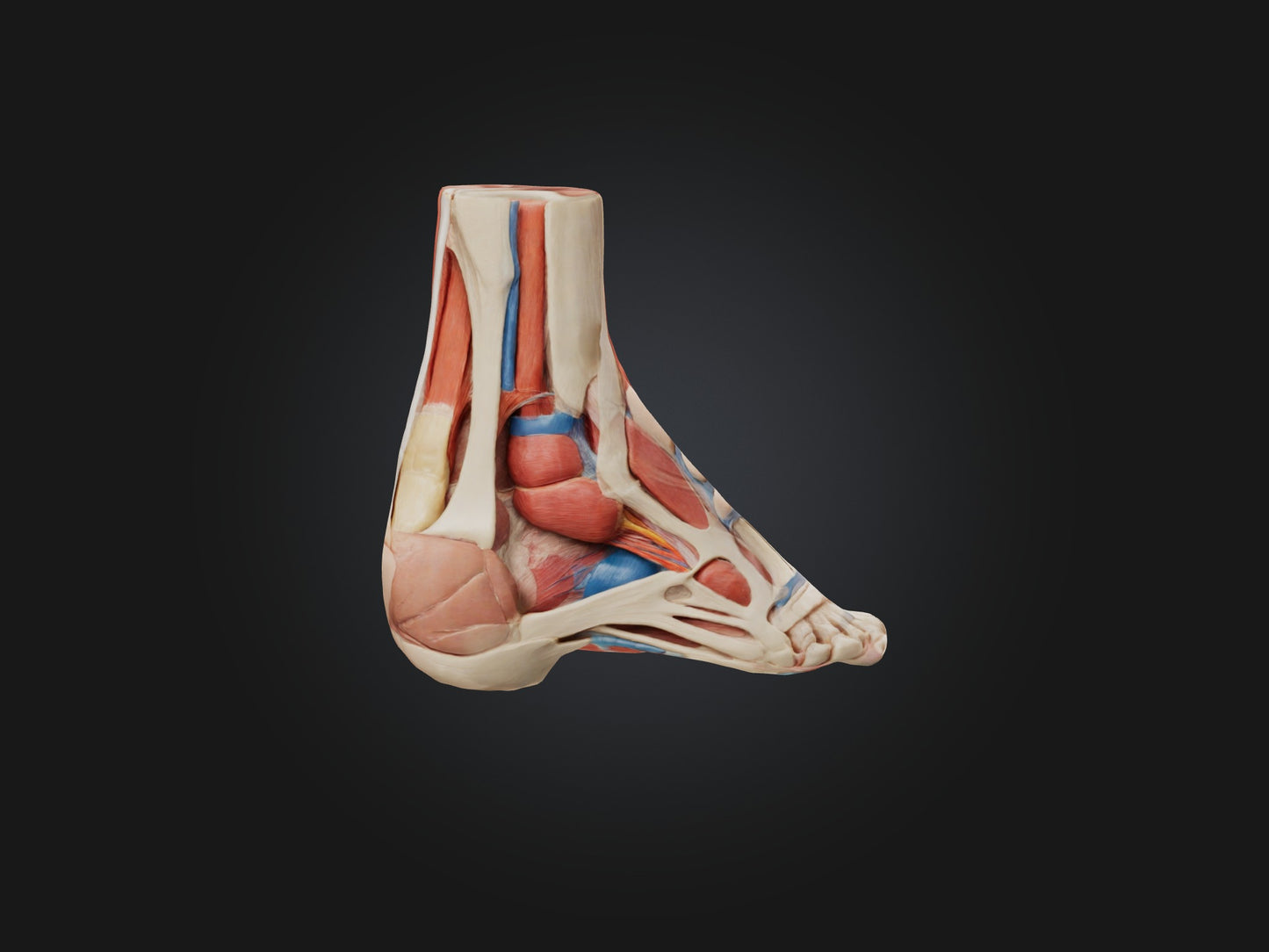 Tibialis Anterior Muscle Model 3D model