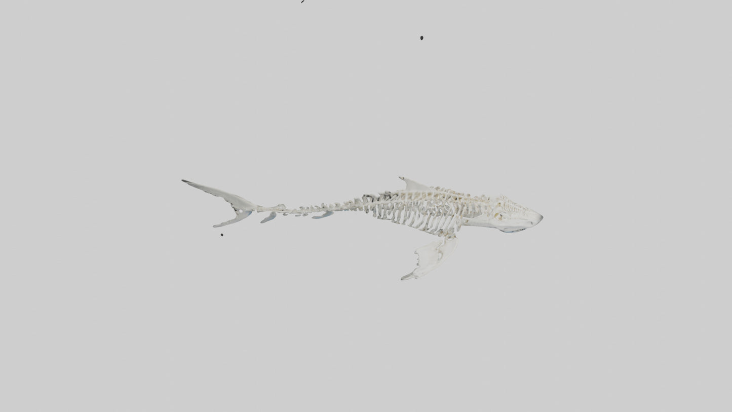 Tiger Shark Skeleton model 3D model
