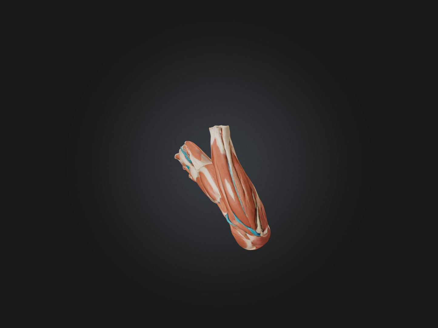 Triceps Brachii Muscle Model 3D model