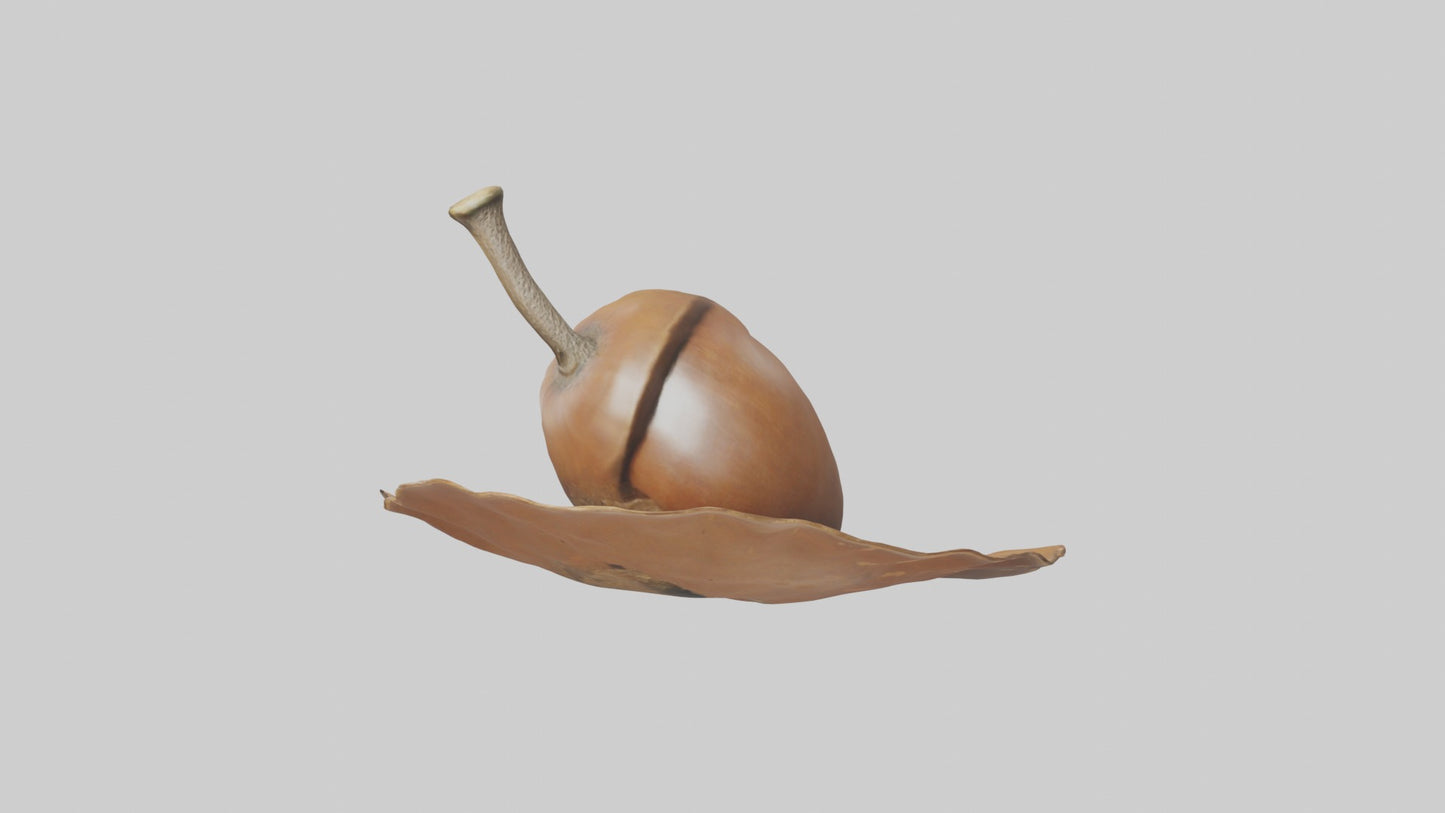 3D model Acorn Model 1 VR / AR / low-poly