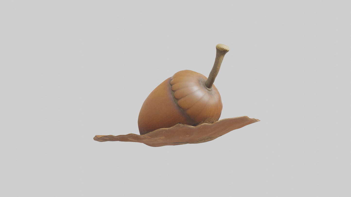 3D model Acorn Model 1 VR / AR / low-poly