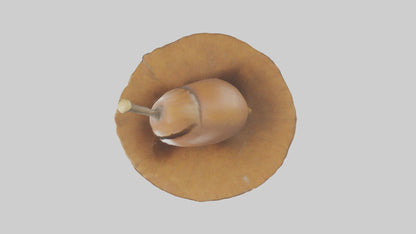 3D model Acorn Model 1 VR / AR / low-poly