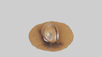3D model Acorn Model 1 VR / AR / low-poly