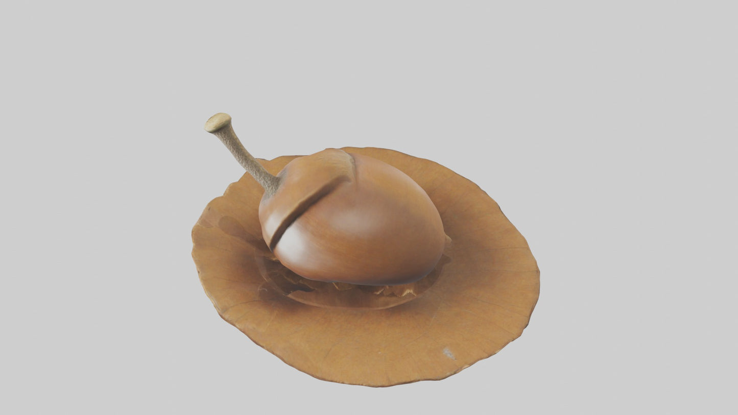 3D model Acorn Model 1 VR / AR / low-poly