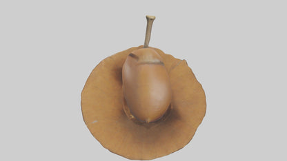 3D model Acorn Model 1 VR / AR / low-poly