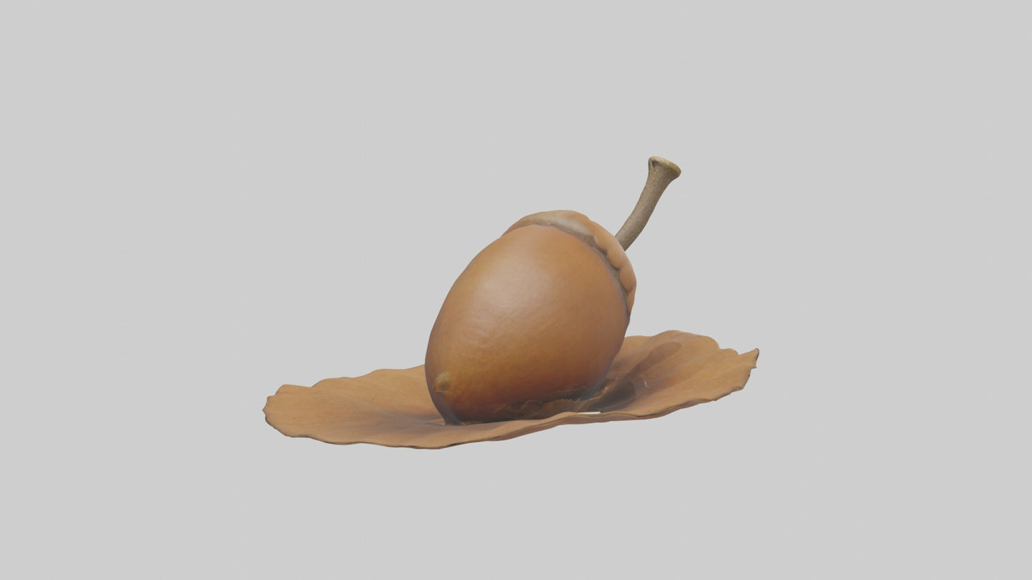 3D model Acorn Model 1 VR / AR / low-poly