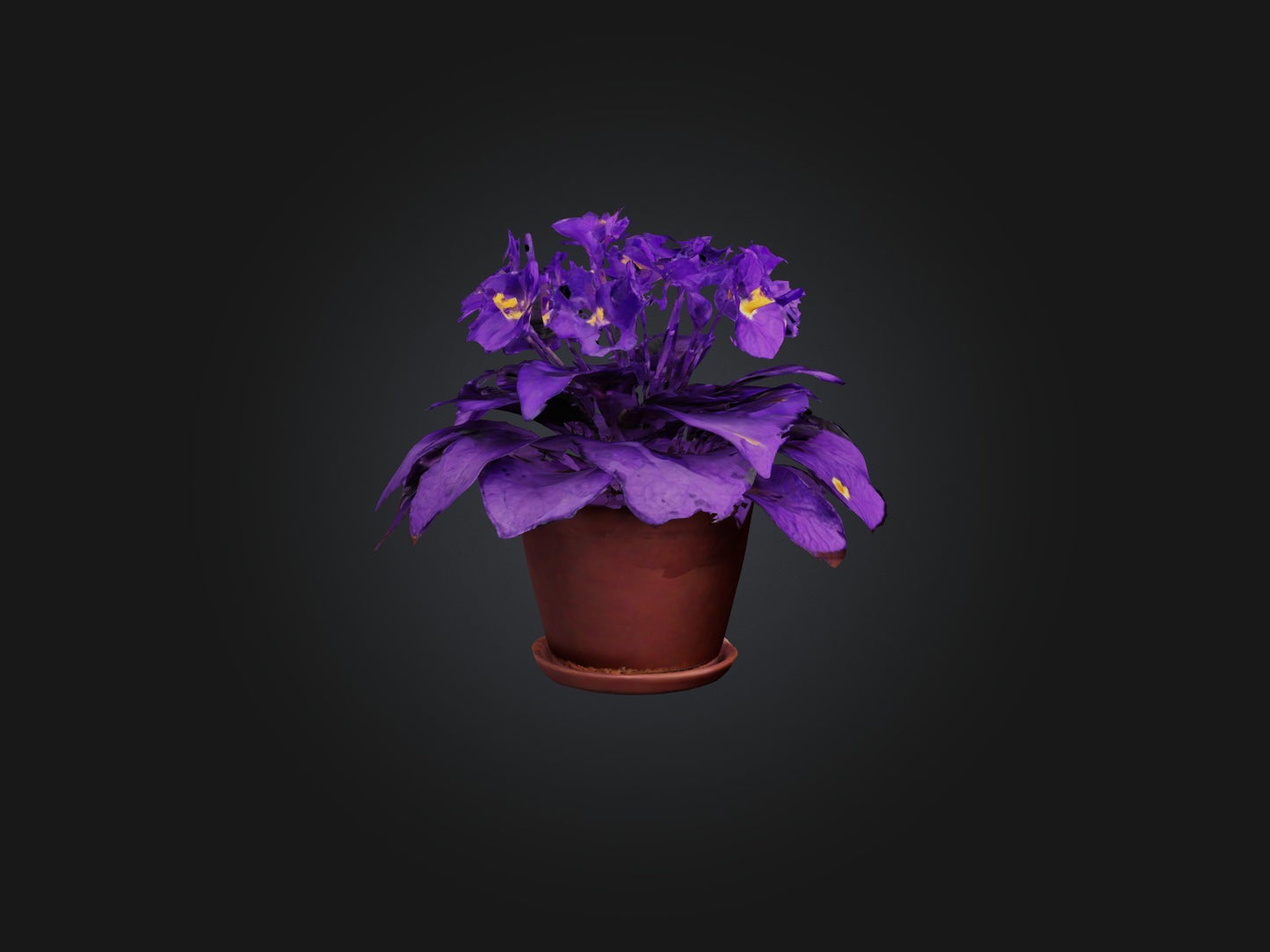 3D model African Violet Model VR / AR / low-poly