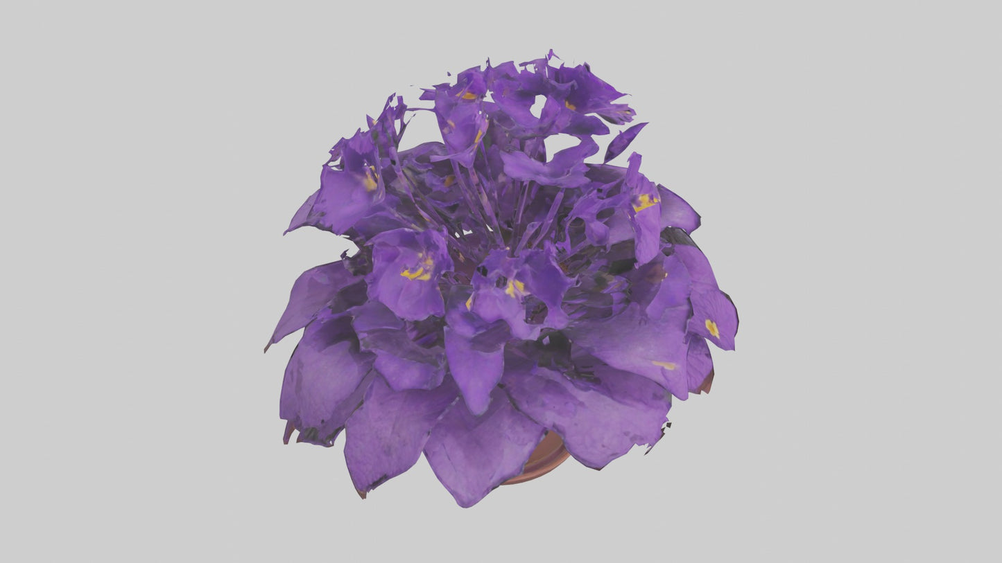 3D model African Violet Model VR / AR / low-poly