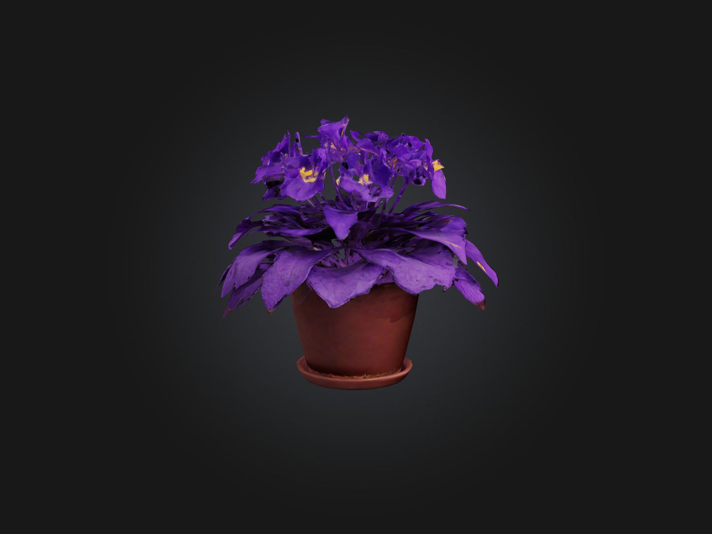 3D model African Violet Model VR / AR / low-poly