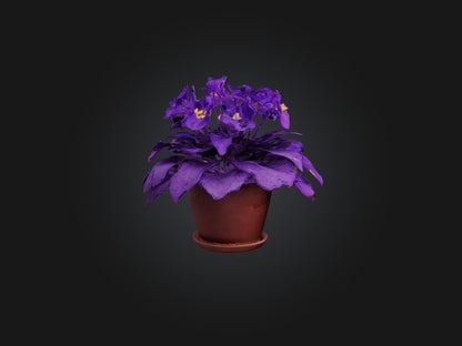 3D model African Violet Model VR / AR / low-poly