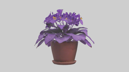 3D model African Violet Model VR / AR / low-poly