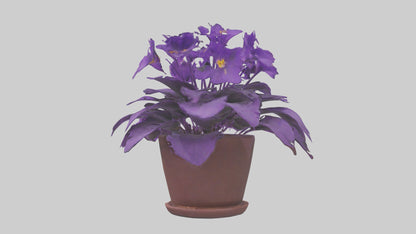 3D model African Violet Model VR / AR / low-poly
