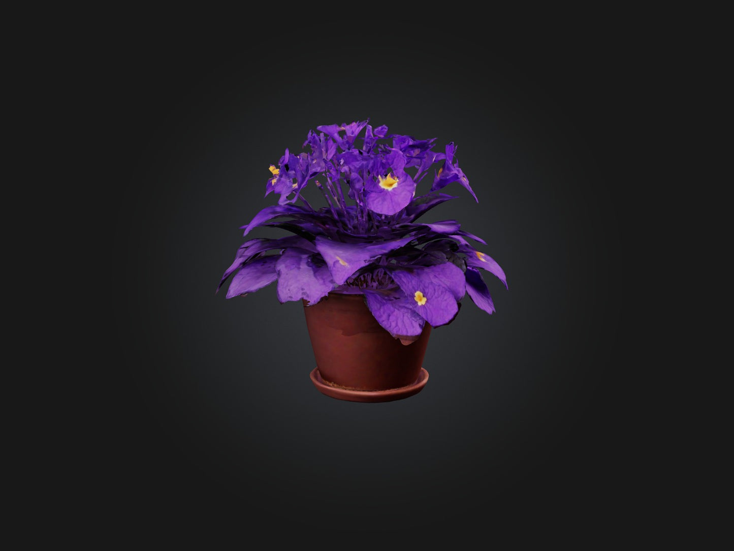 3D model African Violet Model VR / AR / low-poly