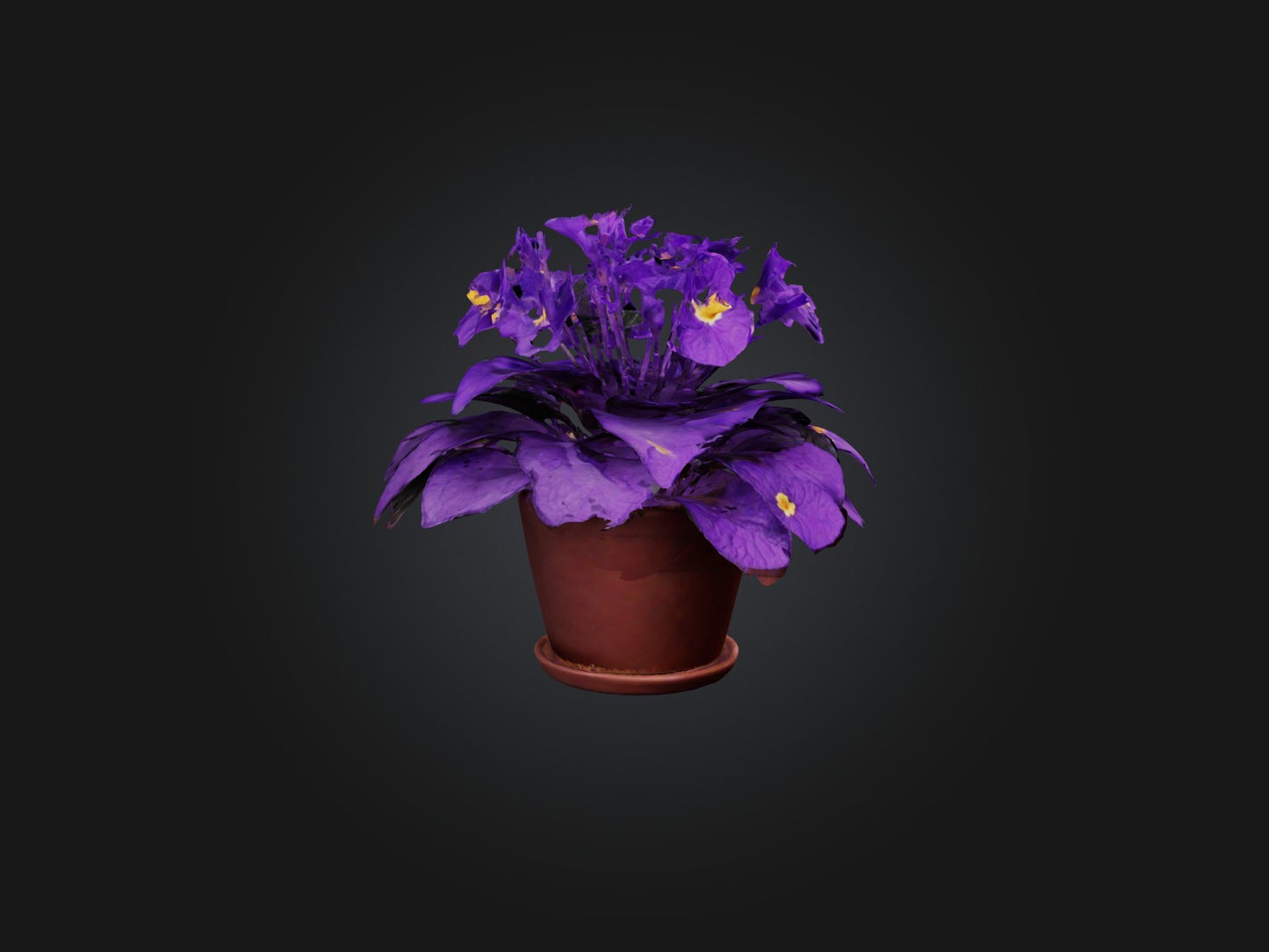 3D model African Violet Model VR / AR / low-poly