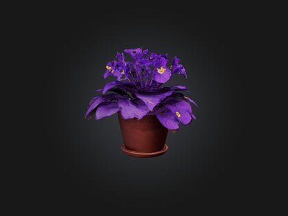 3D model African Violet Model VR / AR / low-poly