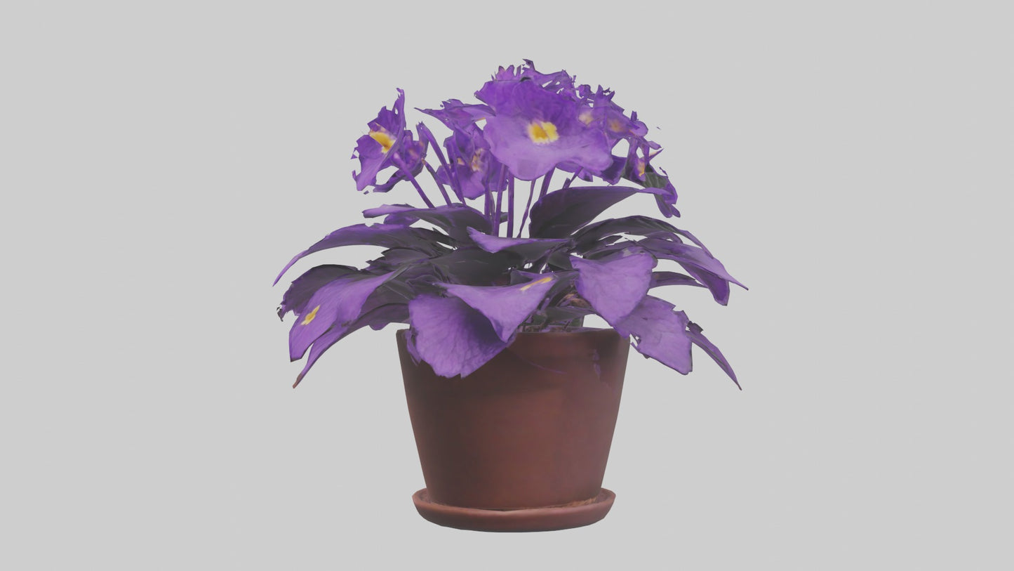 3D model African Violet Model VR / AR / low-poly