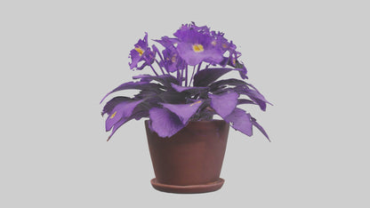 3D model African Violet Model VR / AR / low-poly